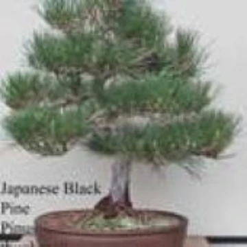 Japanese Black Pine Bonsai Tree Seeds