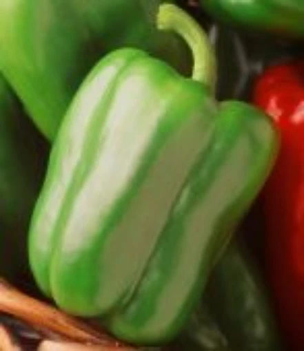 Sweet Bella Sweet Peppers SP381-10