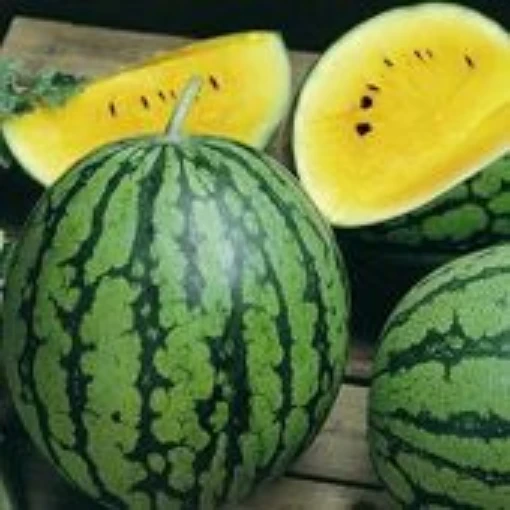 Yellow Petite Watermelons (Seedless) WM75-5