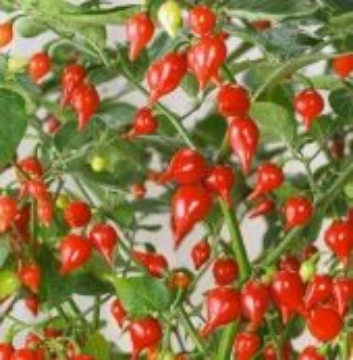 Biquinho Red Pepper Seeds