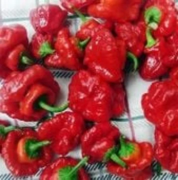 Sweet Bonnet Pepper Seeds