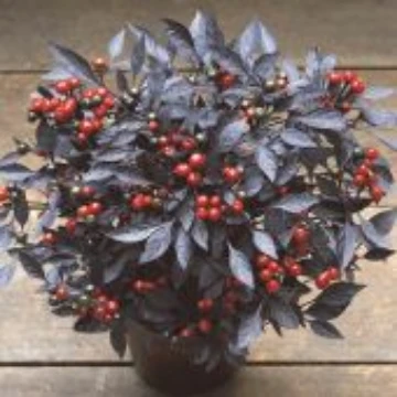 Hot Peppers O | Reimer Seeds