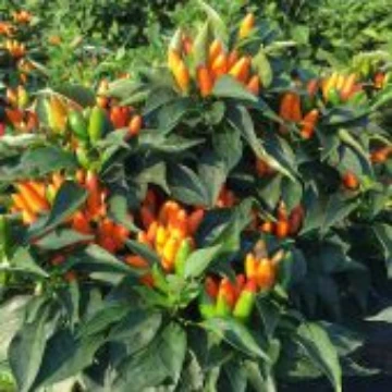 Stromboli Pepper Seeds