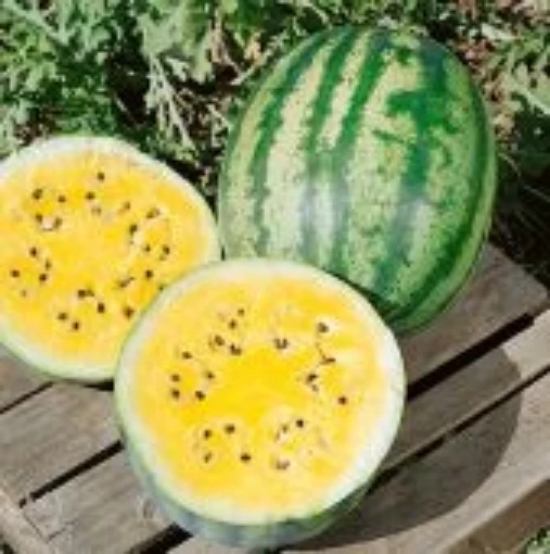 Golden Honey Watermelons WM87-20