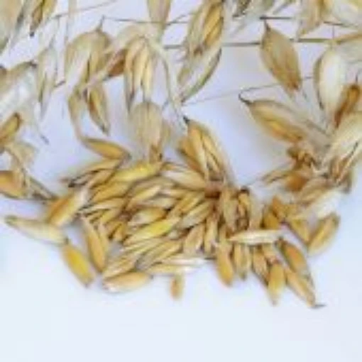 Oats GN3-100