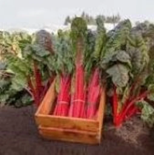 Bali Swiss Chard SW21-100
