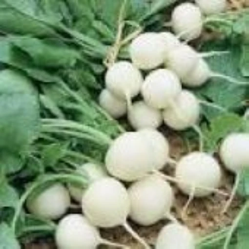 White Beauty Radishes RD52-100