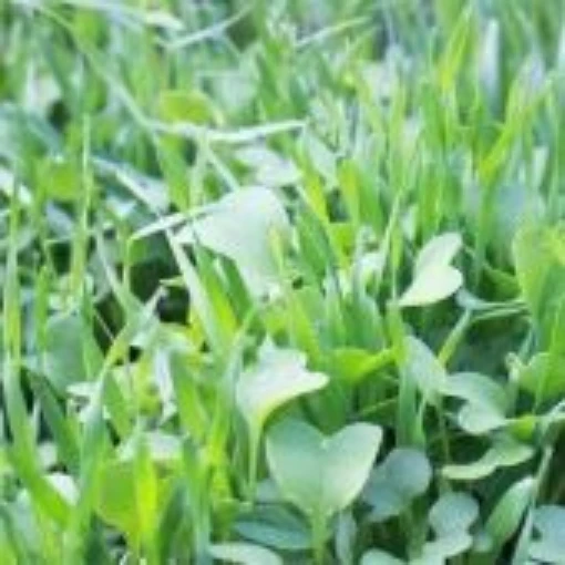 Garden Cover Crop Mix CP3-200