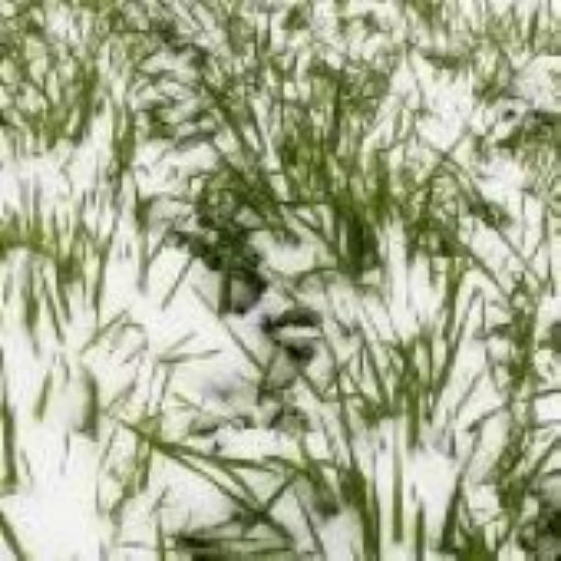 Winter Rye Cover Crop CP4-200