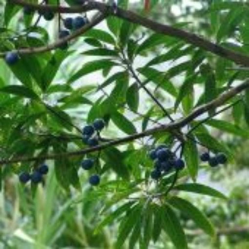 Indian Bead Tree TR39-5