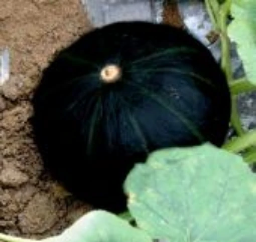 Japanese Black Pumpkins PM62-10