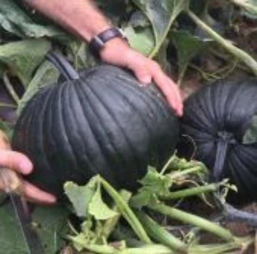 Dark Knight Pumpkins PM64-10