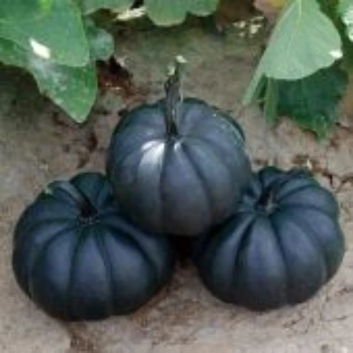 Midnight Pumpkins PM65-10