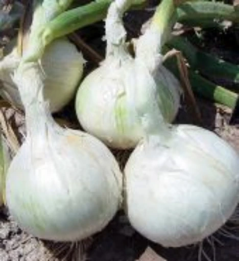 Phantom Onions ON63-250