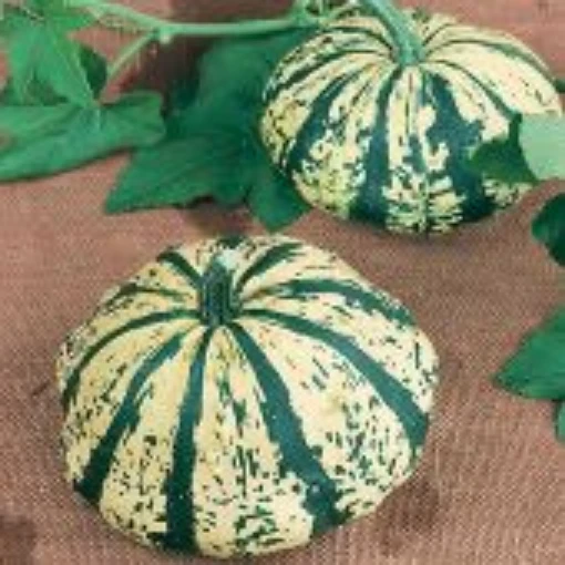 Partial Eclipse Squash SQ123-20