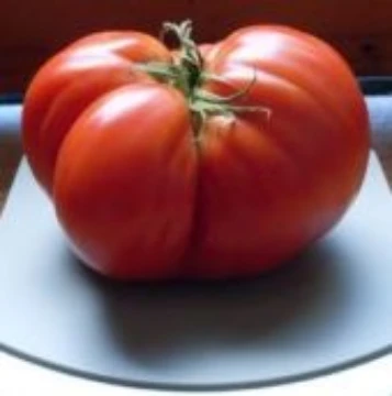 Giant of Siebenburgen Tomato Seeds