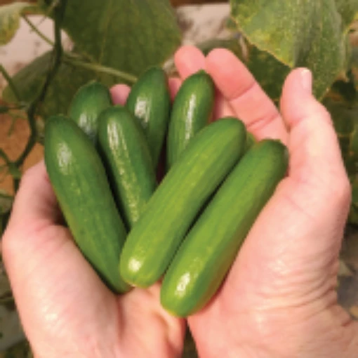 Mini-Me Cucumbers CU132-10