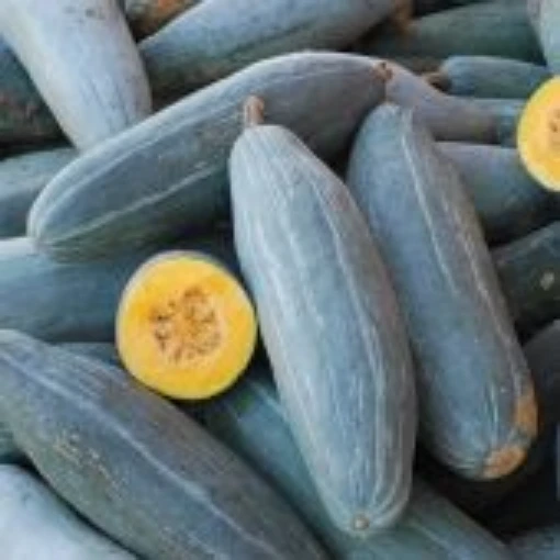 Guatemalan Blue Banana Squash SQ125-20
