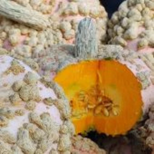 Peanut Squash SQ126-20