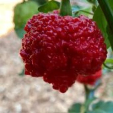 Genghis Khan Brain Pepper Seeds
