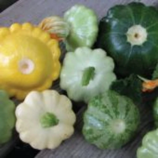 Scallop Blend Bush Squash SQ129-20