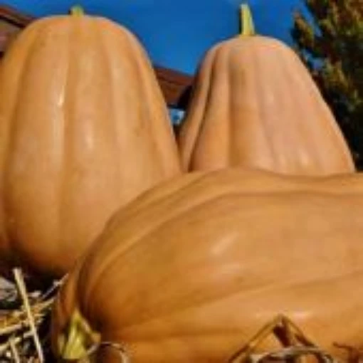 Kentucky Field Pumpkins PM68-10