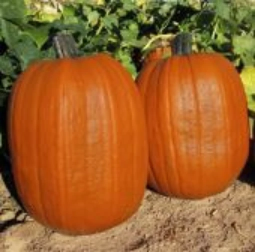 Early Giant Pumpkins PM69-10