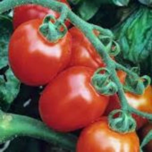 Buy Italian Roma Tomato Seeds Online | Premium Quality Seeds | Reimer Seeds