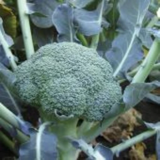 Lieutenant Broccoli BR32-100