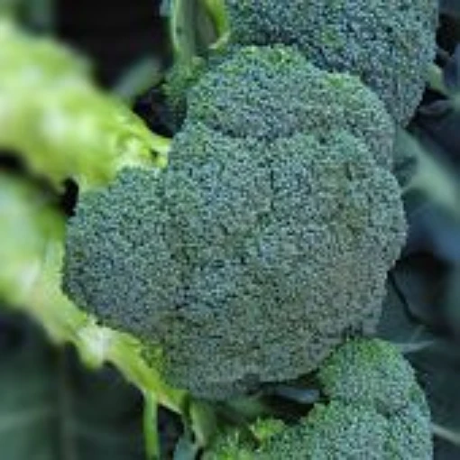 Asteroid Broccoli BR42-100