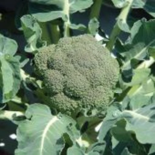 Bellstar Broccoli BR44-100