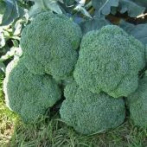 Luna Broccoli BR47-100