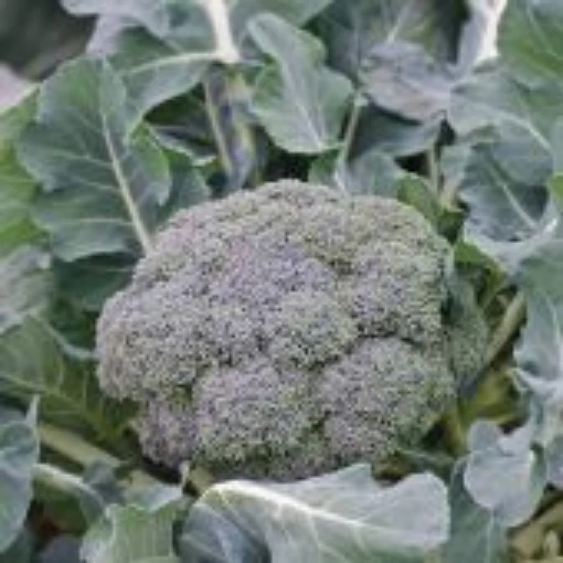 Ironman Broccoli BR48-50