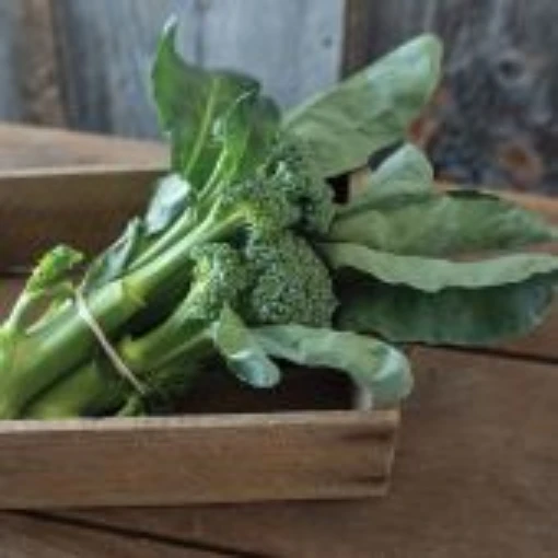 Sweet Bunch Broccoli BR58-50