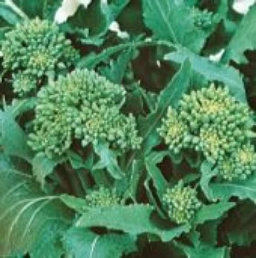 Novantina Riccia di Sarno Italian Broccoli Raab BR63-100