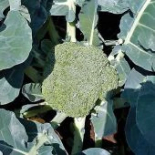 Abrams Broccoli BR67-100