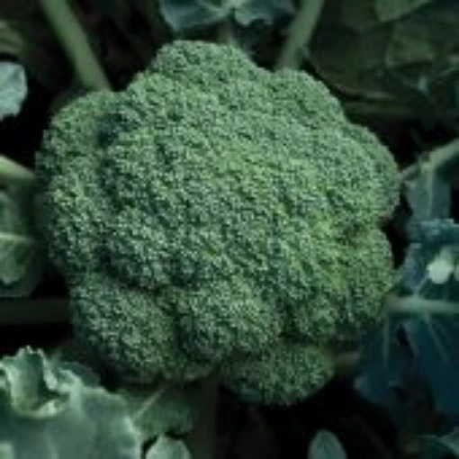 Expo Broccoli BR71-100