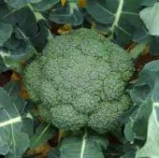 Jet Dome Broccoli BR74-100