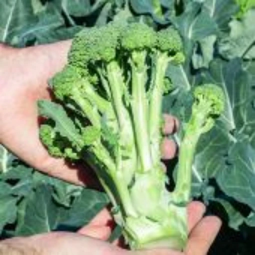 Montebello Broccoli BR74-50