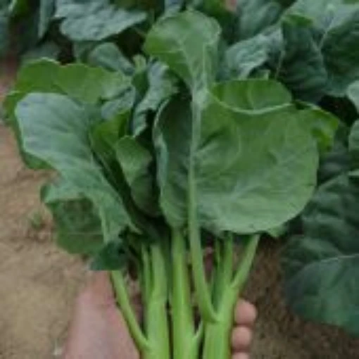 Early Jade Chinese Broccoli BR81-500