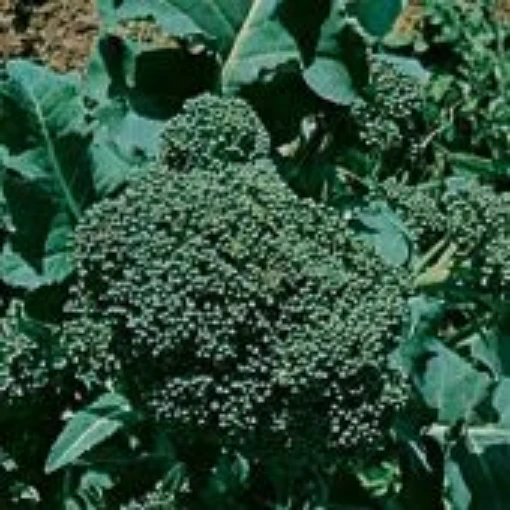 Ramoso Santana Broccoli BR82-100