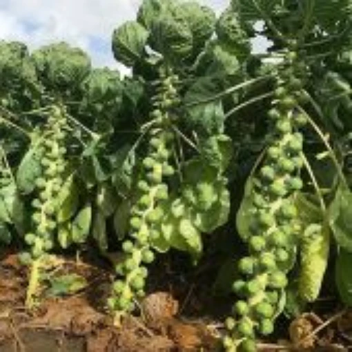 Silvia Brussels Sprouts BS16-50