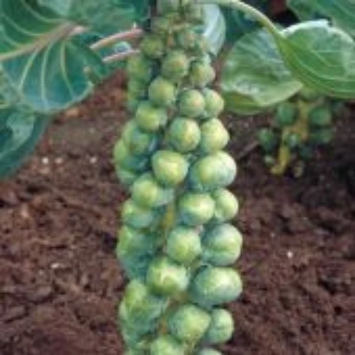 Confidant Brussels Sprouts BS23-50