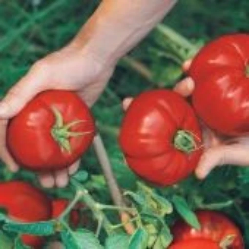 Boy Oh Boy Tomato  TM942-20