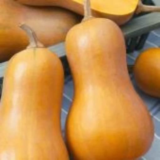 Honeynut Squash SQ130-20