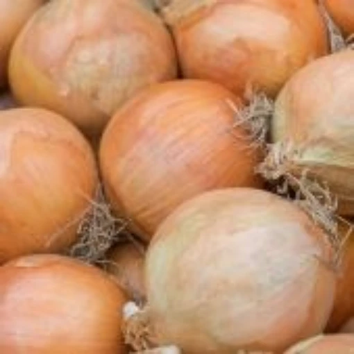 Utah Yellow Sweet Spanish Onions ON64-250