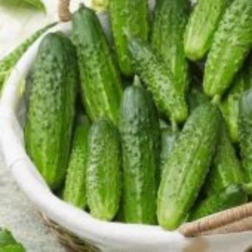 Bushy Cucumber Seeds CU134-20