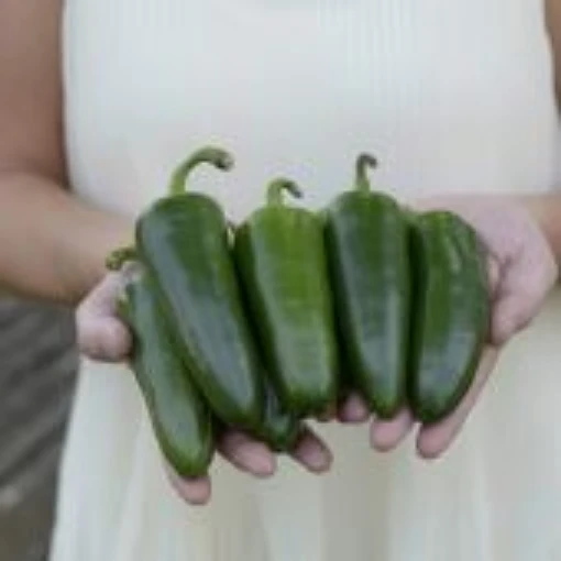 Park's Whopper Jalapeno Peppers HP2485-10