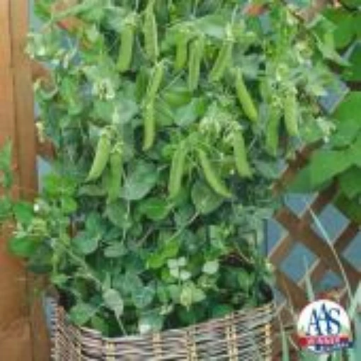 Patio Pride Sweet Peas PE37-50