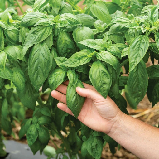 Prospera Basil HB197-250